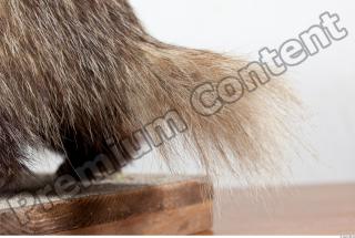 Badger tail photo reference 0002